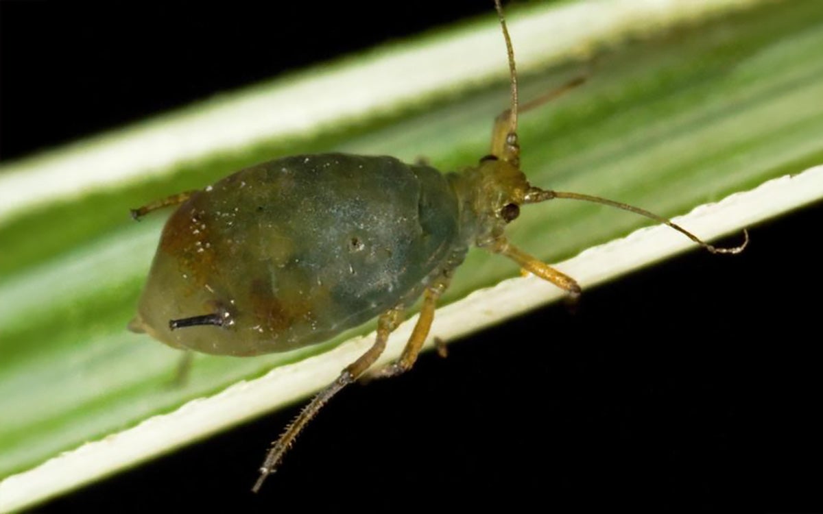 Dark green aphid with burnt orange patch on abdomen.