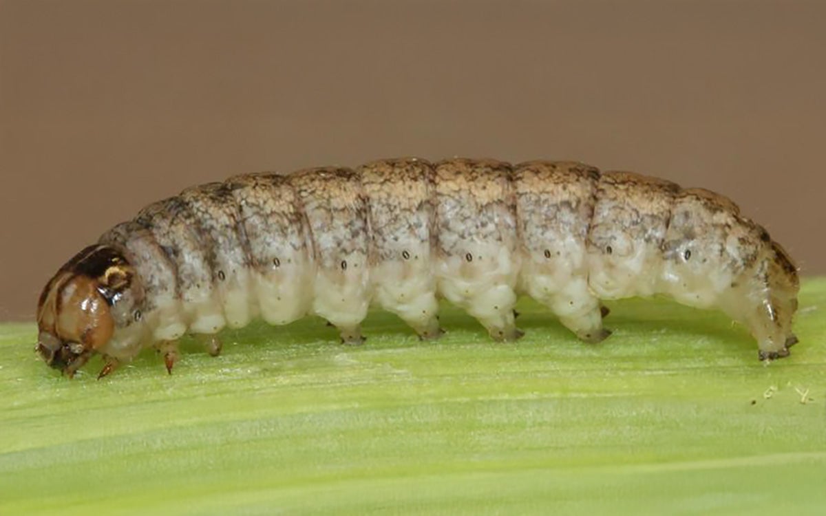 Western bean cutworm larva on a corn leaf.