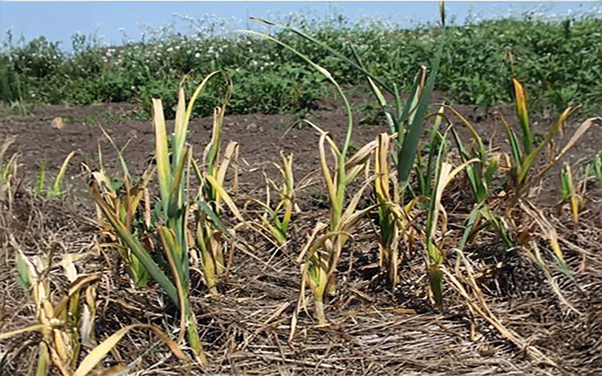 Garlic plants with Phyllody from aster yellows.