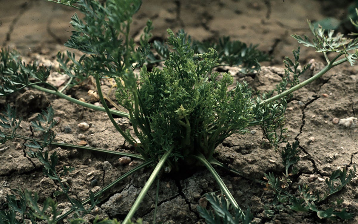 Carrot plant with aster yellows symptoms.