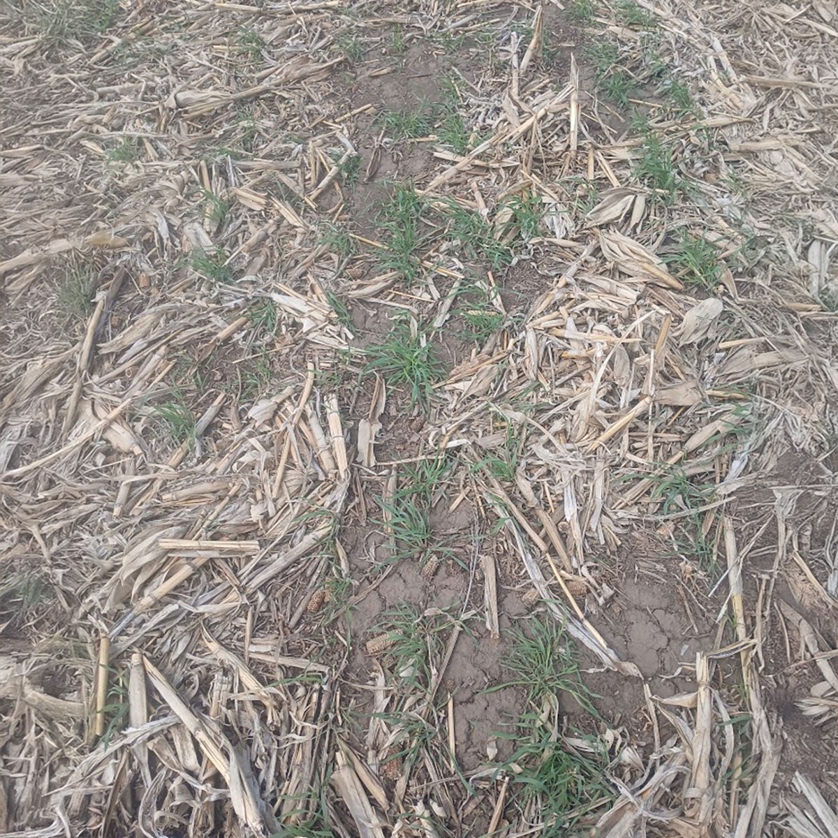 Rye cover crops growing in a field.