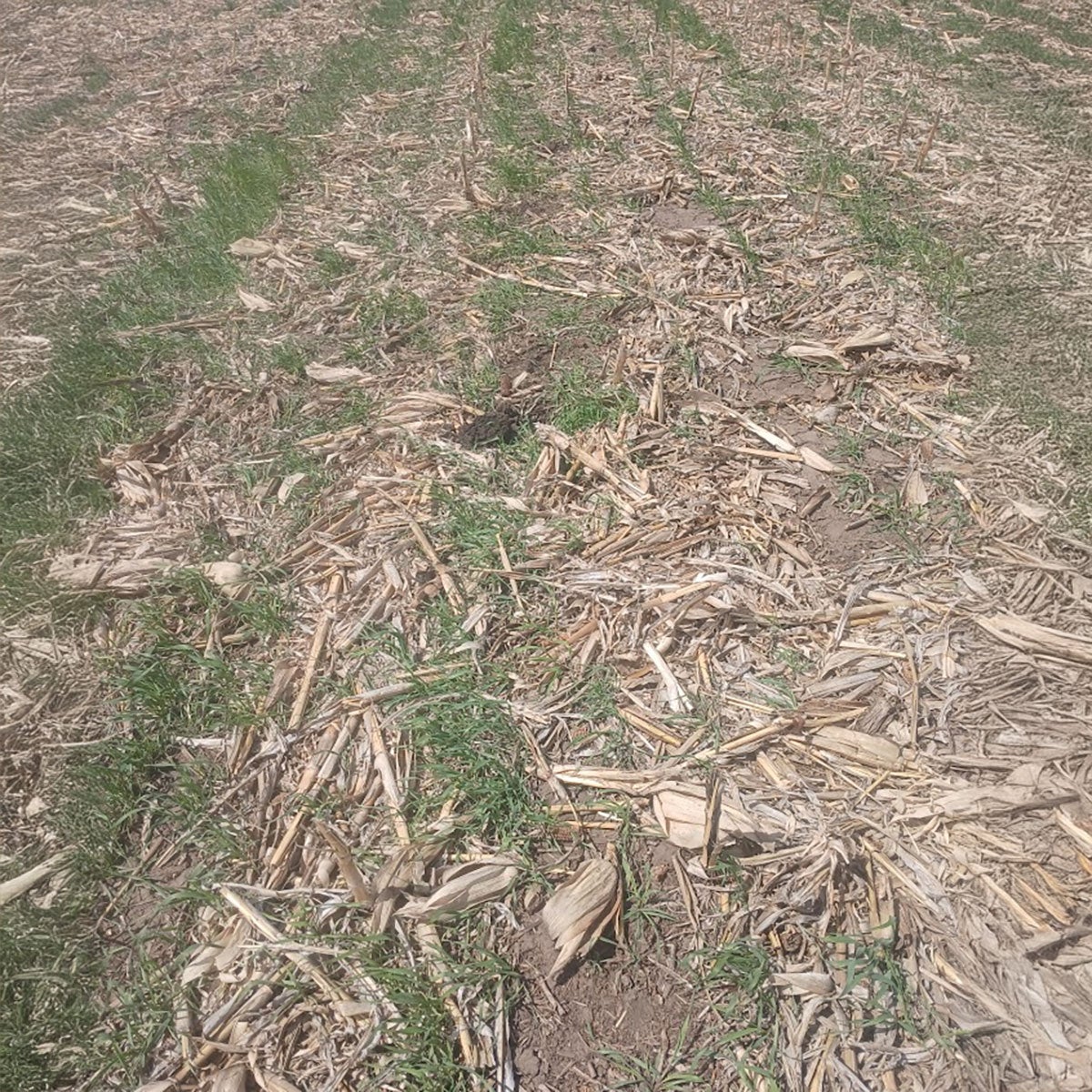 Rye cover crops growing in a field.