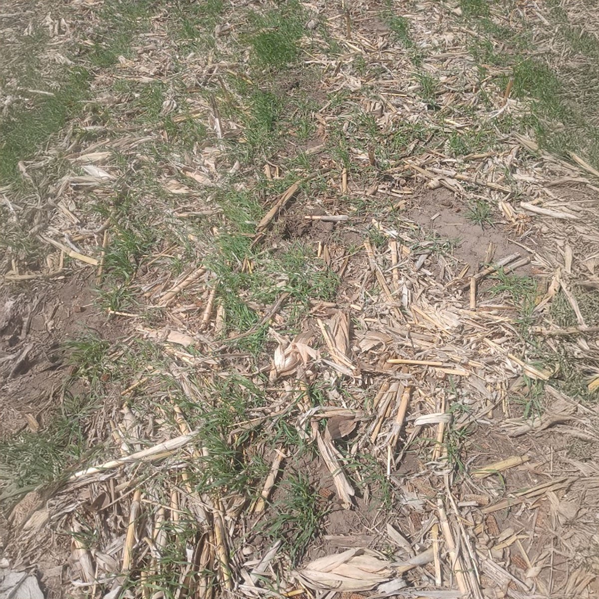 Rye cover crops growing in a field.