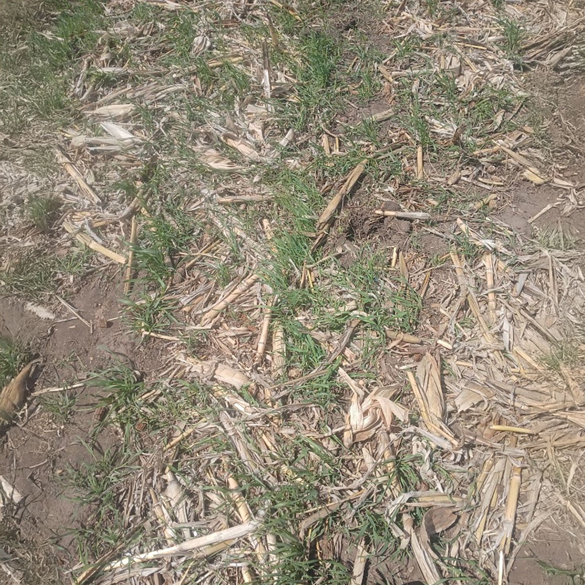 Rye cover crops growing in a field.