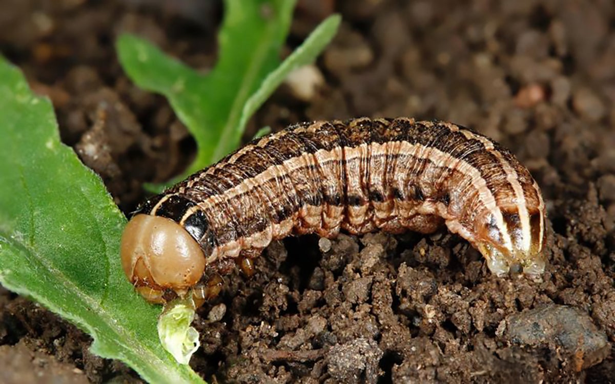 Caterpillar with brown and black stripes running down the length of its body. The caterpillar has a tan head and is feeding on green plant material.