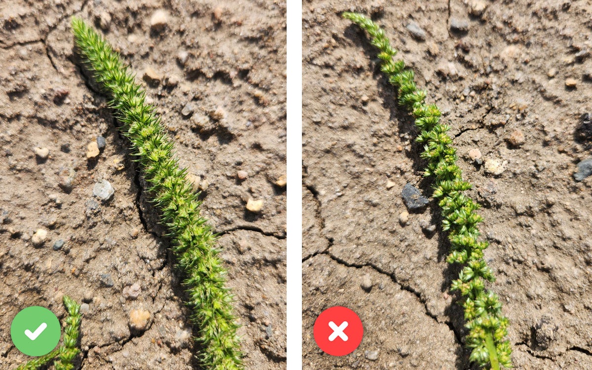 Left: A green Palmer amaranth weed surrounded by various other green plants. Right: Yellow waterhemp weeds with green to yellow plants surrounding.