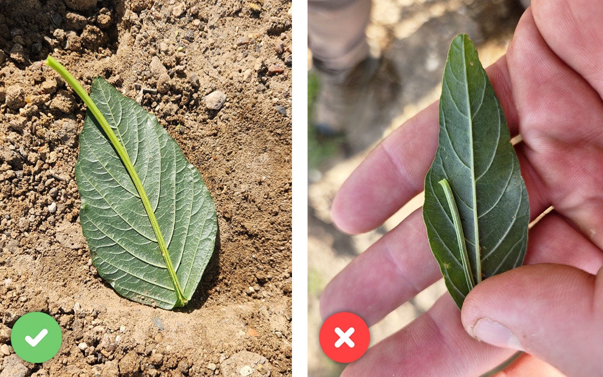Left: green Palmer amaranth leaf surrounded by brown dirt. Right: a green waterhemp leaf being held by a hand.