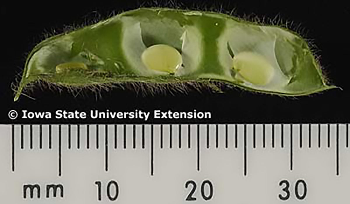 Green soybean pod with a small undeveloped seed present. 