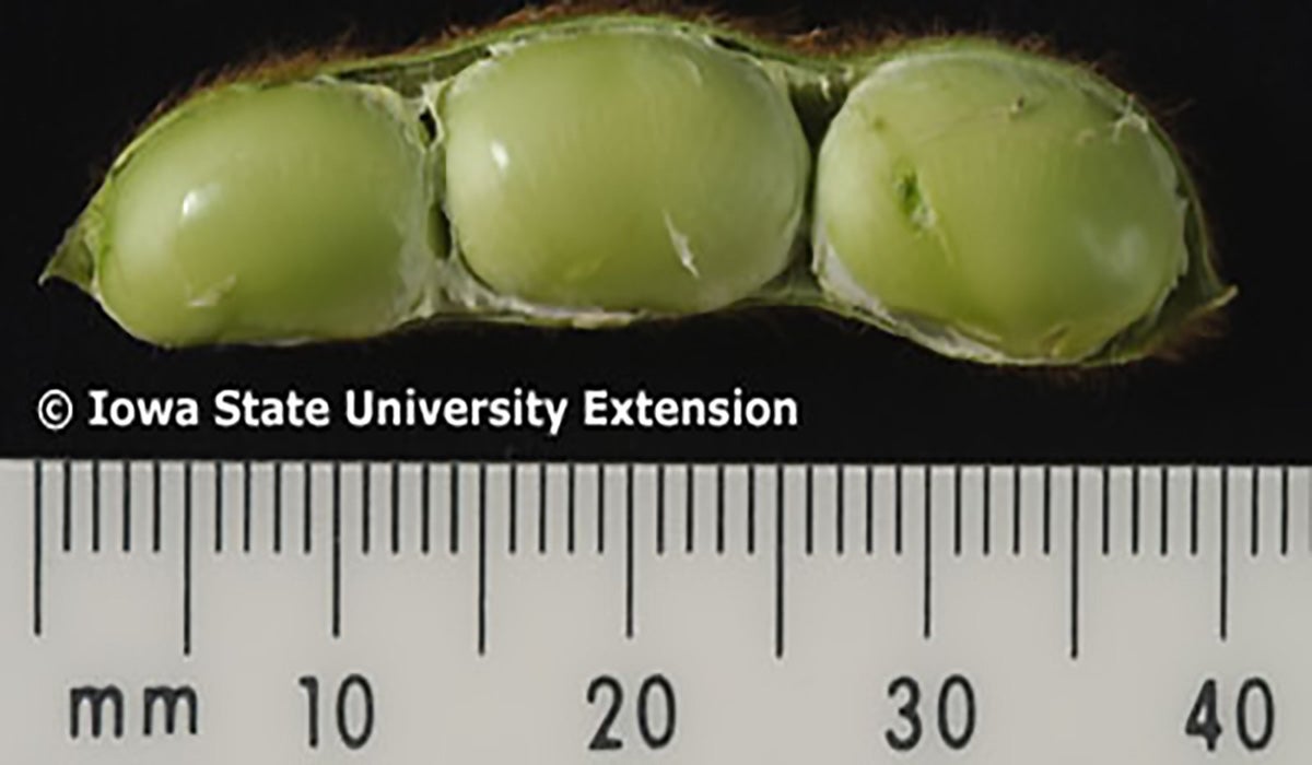 Green soybean seeds in a green pod with a mm ruler below the pod.
