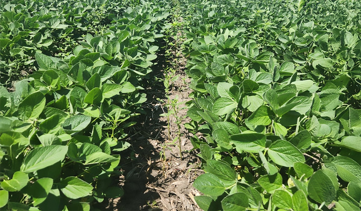 Green soybean plants with brown dirt and residue between.