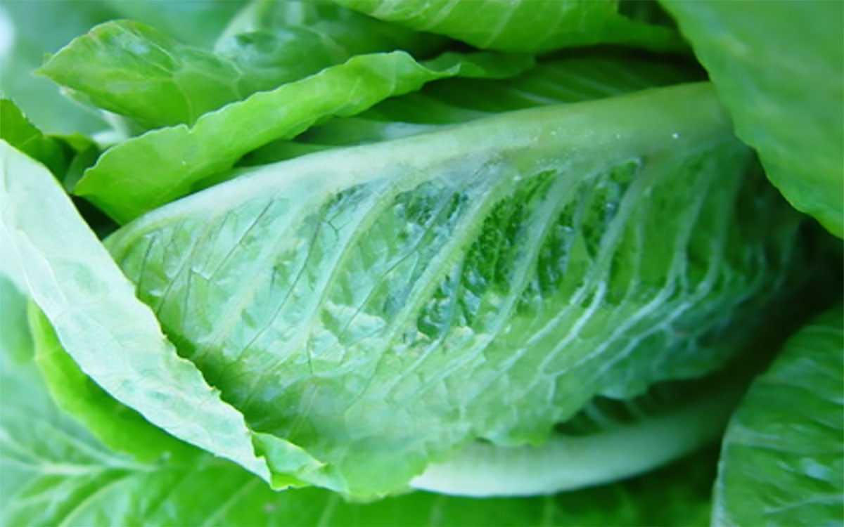 Lettuce head with water soaking and delaminated epidermal layer due to cold injury.