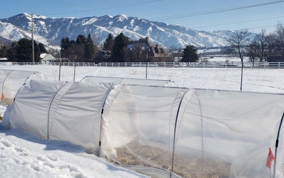 Low tunnels covering crops on a commercial farm.