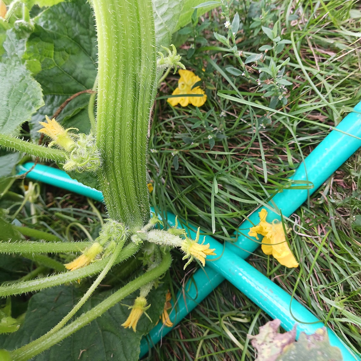 Green squash plant with yellow flowers in a garden with a hose. Stalk is flat and ribbon like.