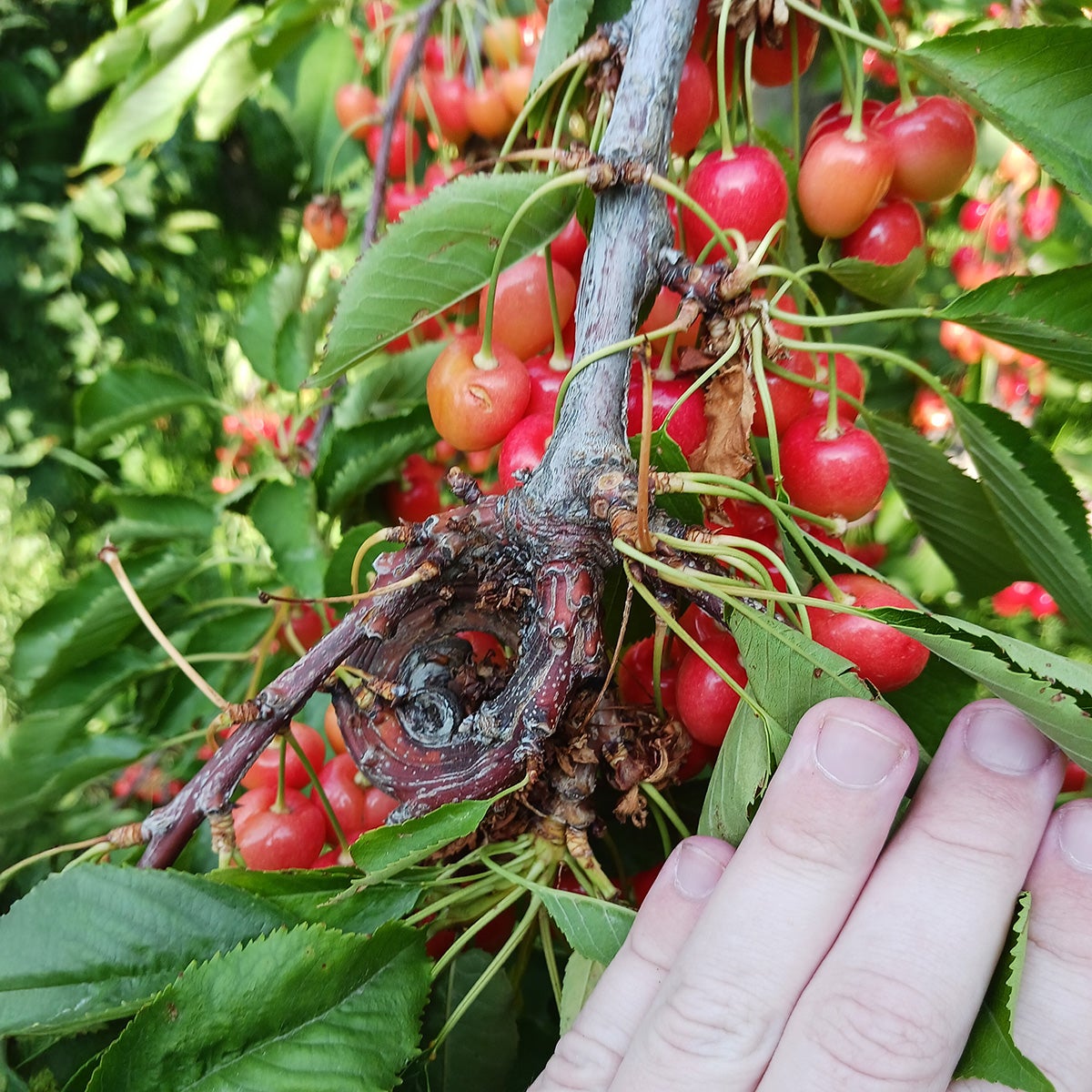 Brown tree branch that curls at the tip with red cherries held by a hand.