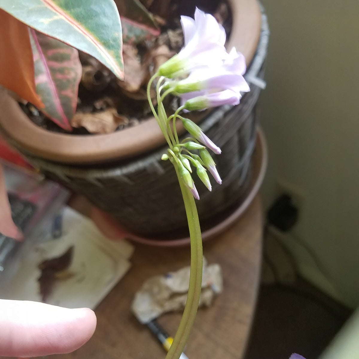 Brown flowerpot on a table in the background. Foreground shows a green plant with a ribbon like stem and purple flowers.