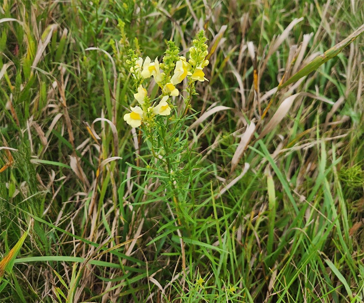 Bright yellow flowers of yellow toadflax.