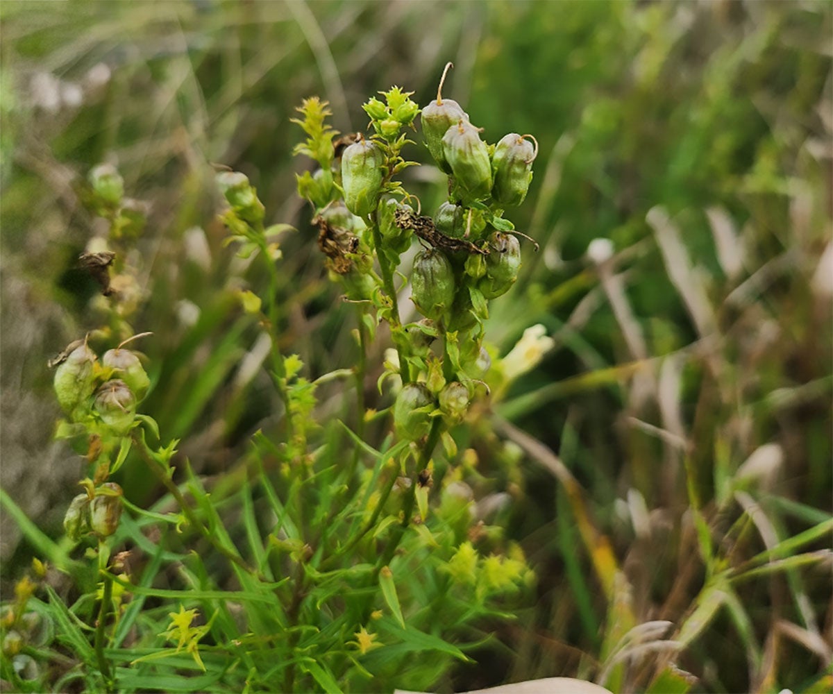 Seed pods on mature yellow toadflax.