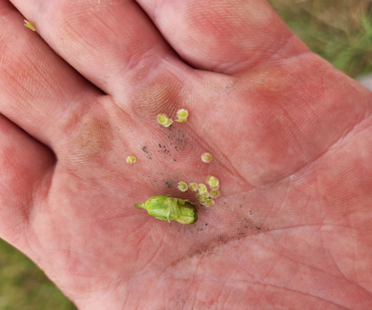 Hand holding immature yellow toadflax seeds.