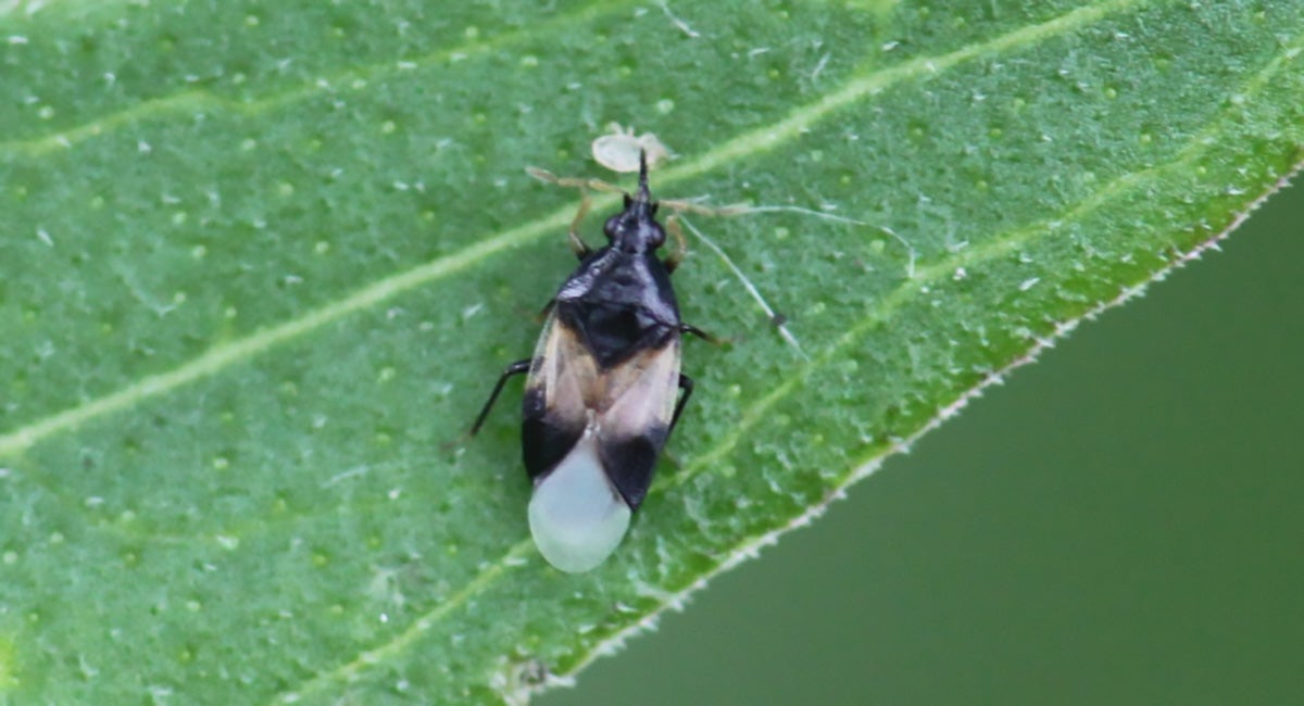Small black and brown insect on a green leaf. 