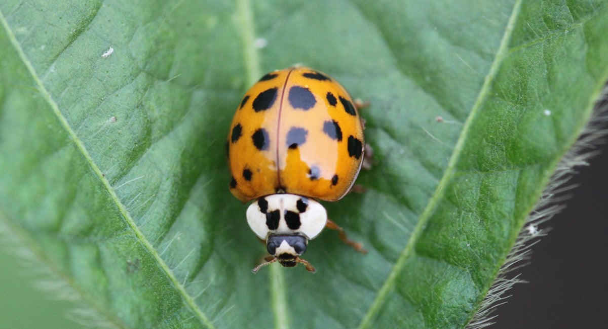 Orange beetle with black spots and a W on the white segment behind the head. 