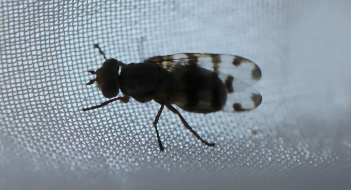 Fly with dark markings on the wings. 