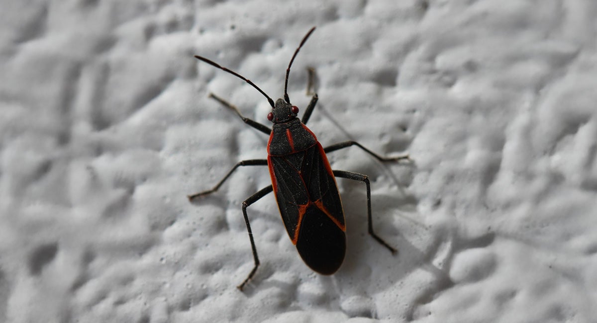 Elongate black insect with orange markings. 