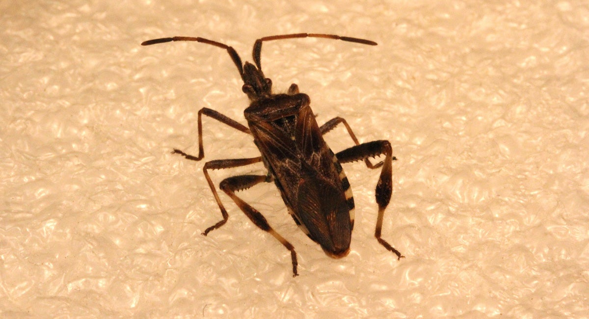 Elongate brown insect with hind tibia that resemble leaves. 