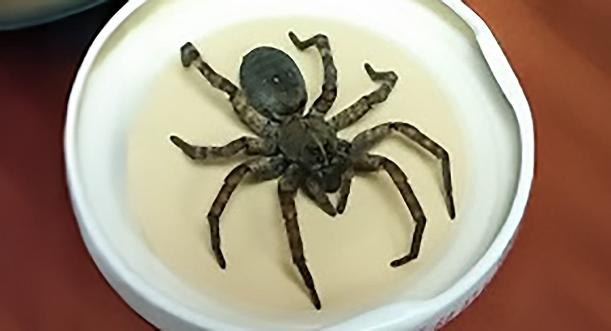 Large spider. 
