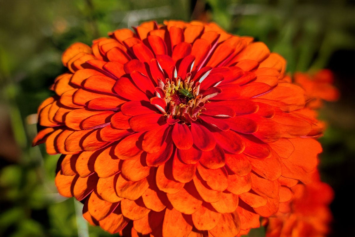 A flower with many bright red-orange petals. There is a small green insect in the center of the flower.