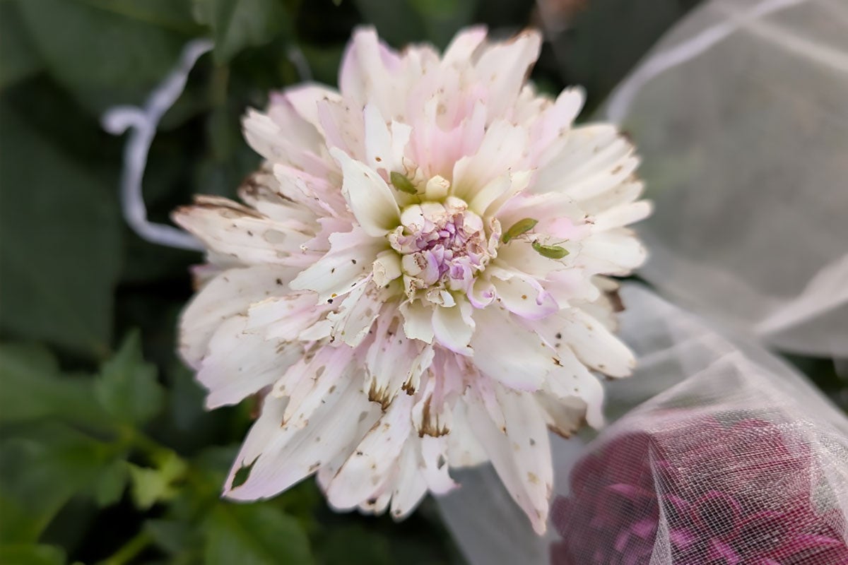 A flower with many white and pale pink petals. There are three small green beetles tucked into the petals.