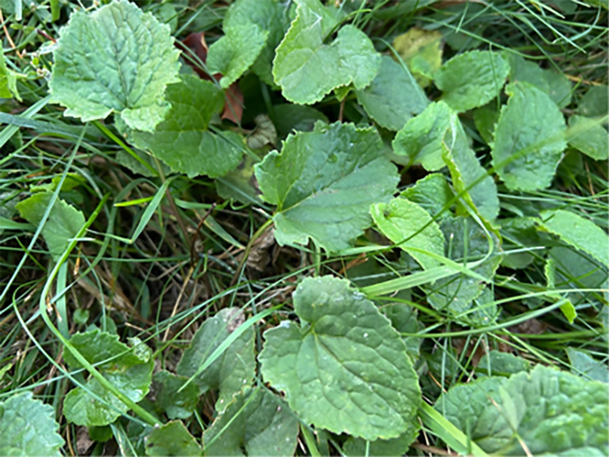 Creeping Bellflower growing in a lawn.