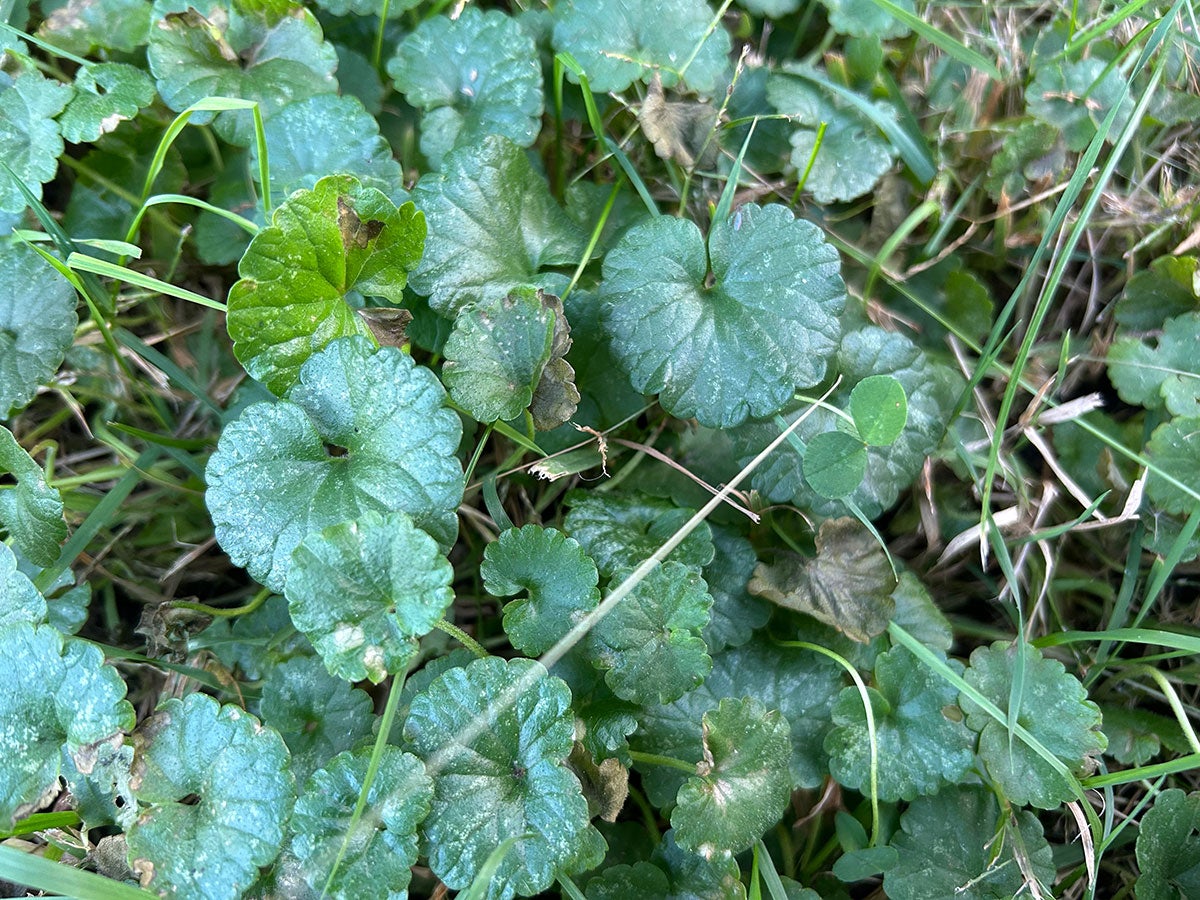 Ground ivy growing in a dense mat on a lawn.