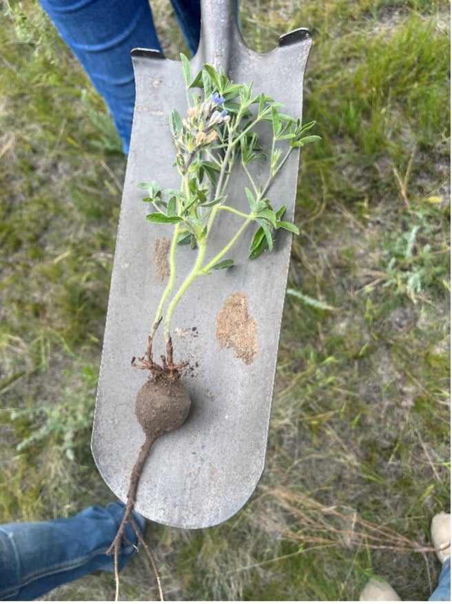 a turnip on a shovel
