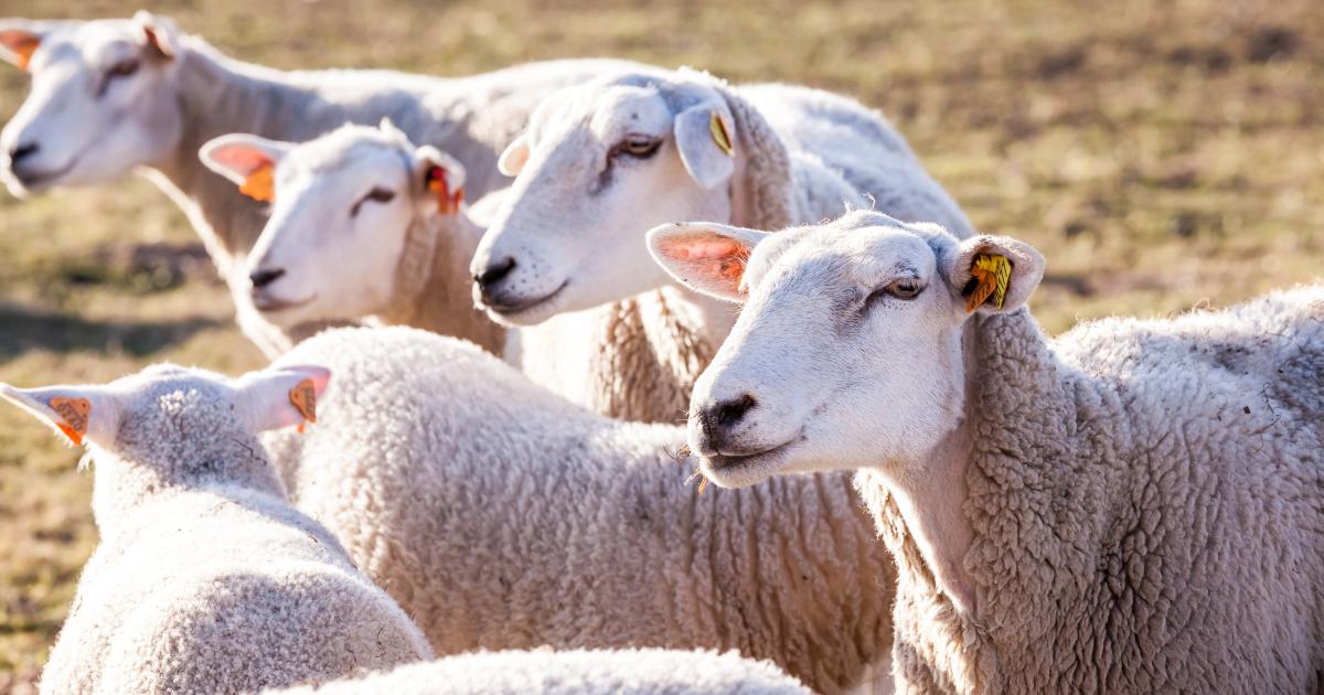 National Sheep Improvement Program: Performance-based data
