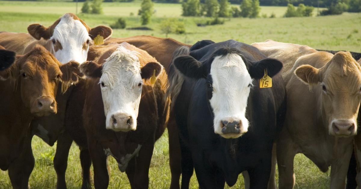 Livestock Vaccines How They Work and How to Ensure They Do Their Job