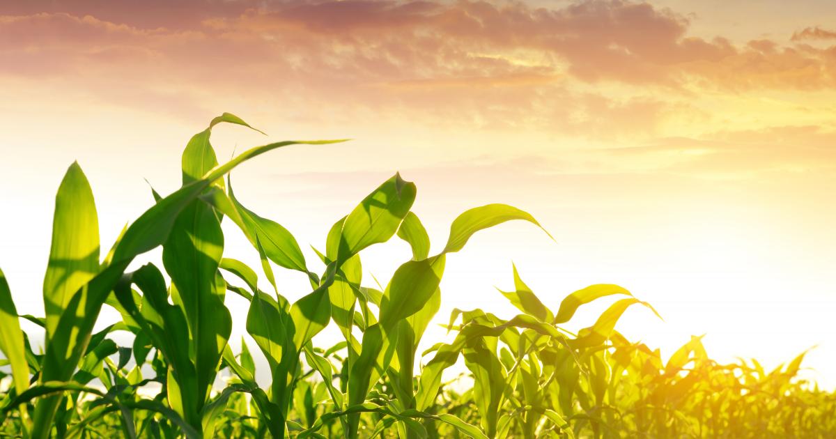 2019 Corn Fungicide Field Trials Summary