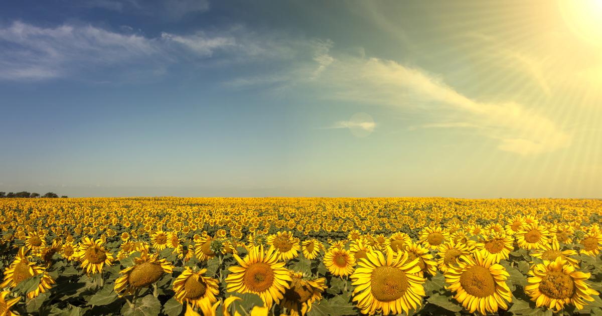 Best Management Practices for Sunflower Production