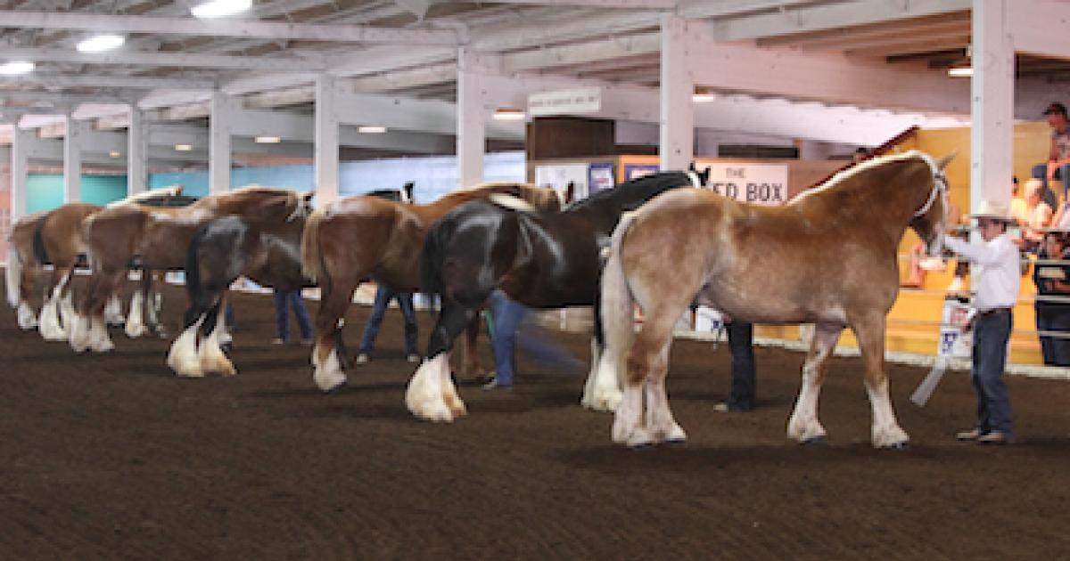 2023 West District 4-H Qualifying Horse Show