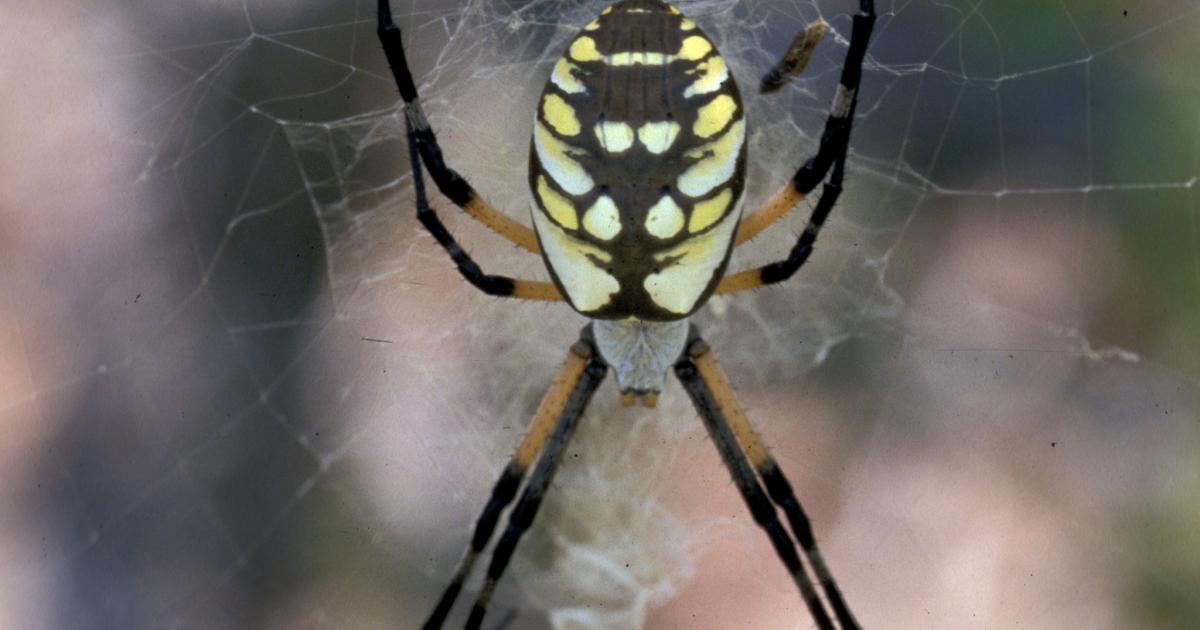 black and yellow garden spider poisonous