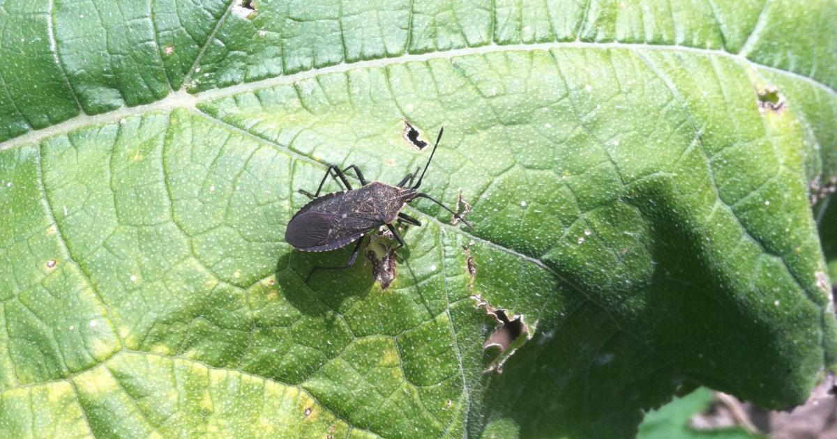 Protecting Your Garden From Squash Bugs