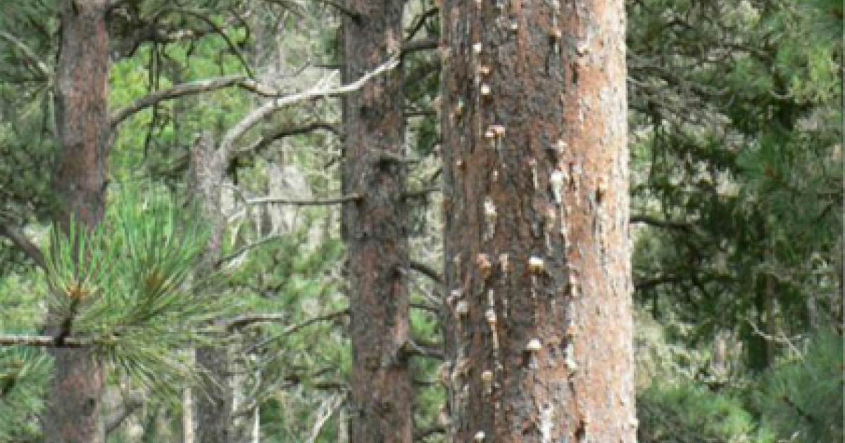 Insecticides for Protecting Pine Trees from Mountain Pine Beetle