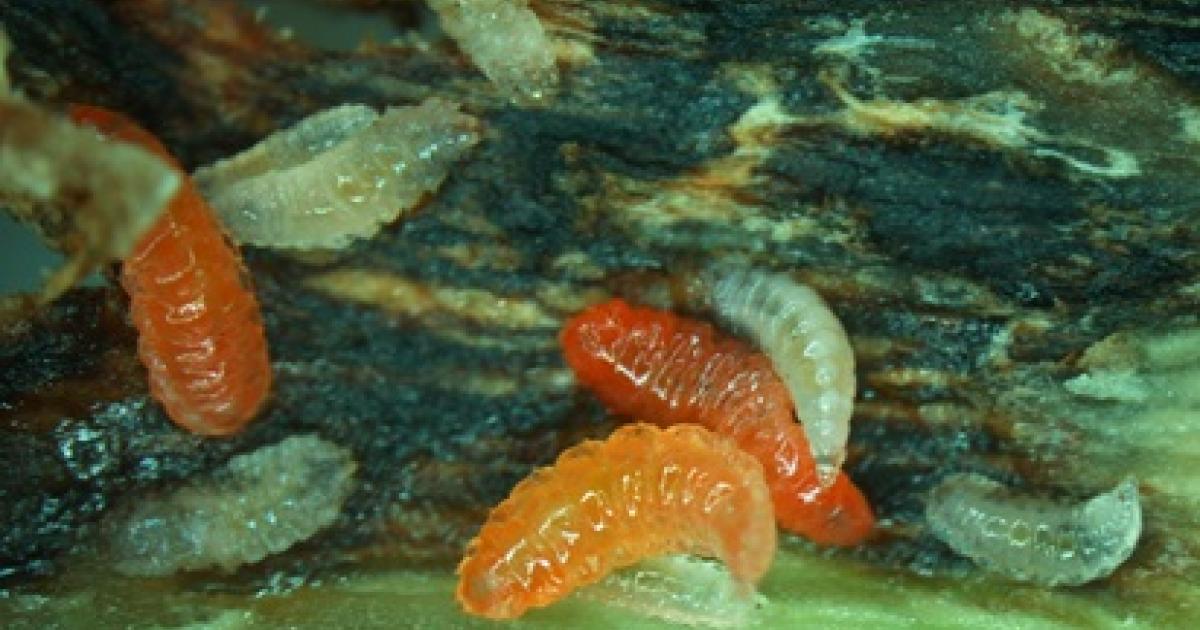 midge larvae in water