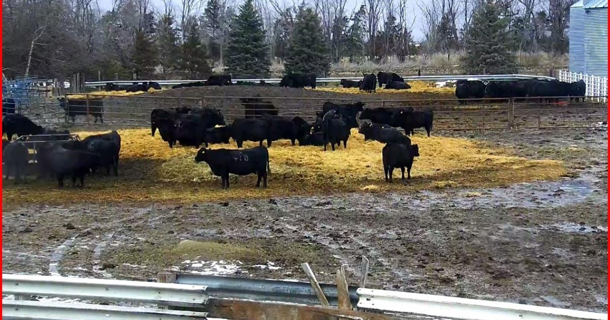 Calving Barn Video Technology Keeping Cattlemen Warm During