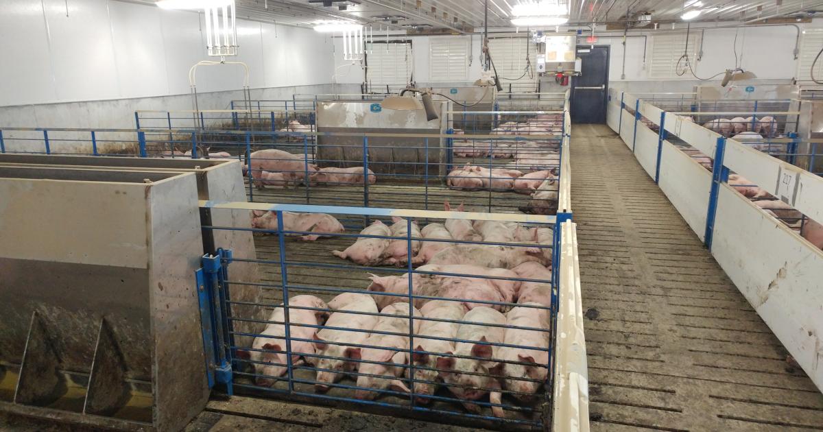 Is it Time to Reconsider Trace Mineral Levels in Pig Diets?