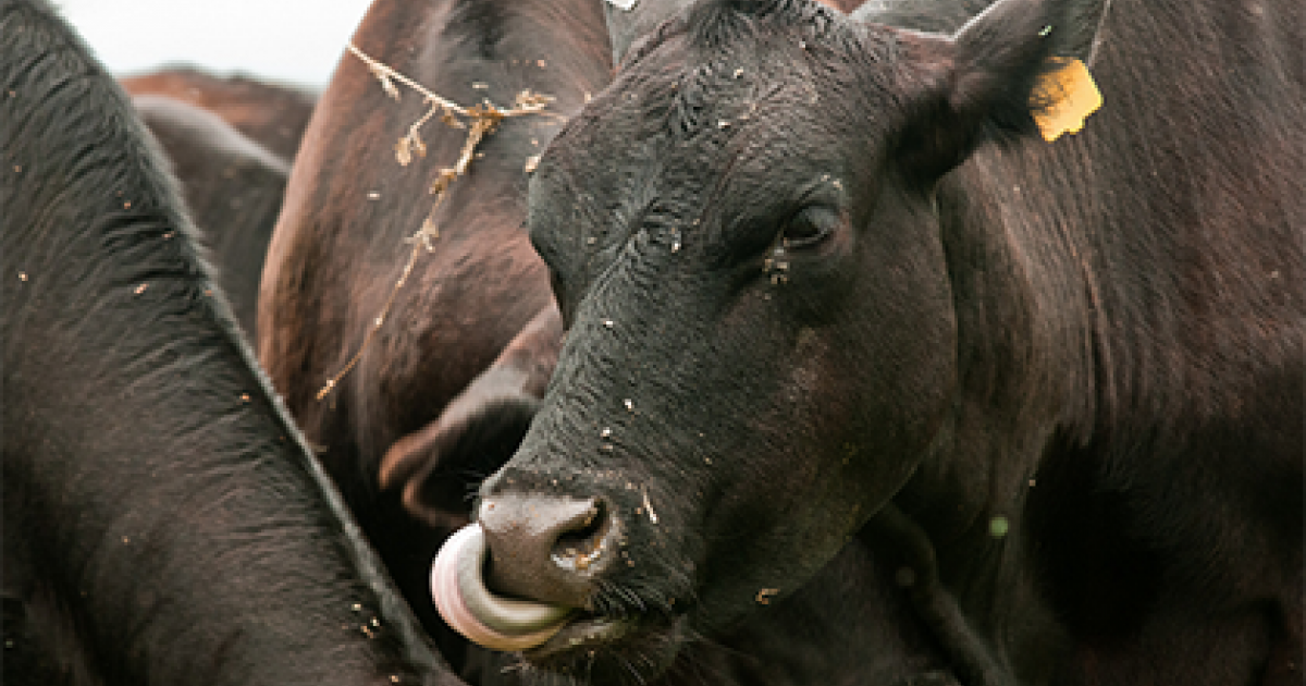Tuberculosis in Cattle: What You Need to Know
