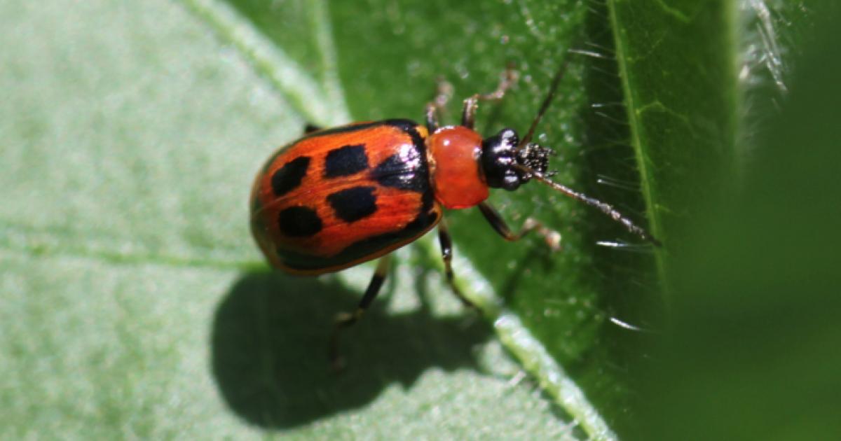 Overwintering S.D. Bean Leaf Beetles 2017 predicted mortality