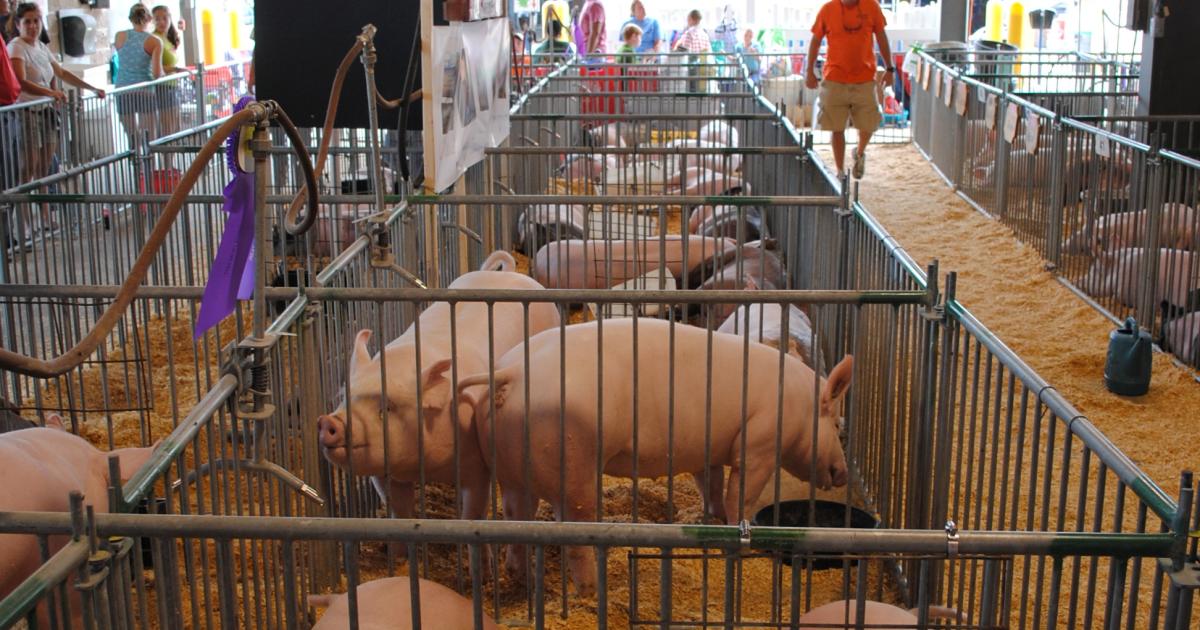 It’s Showtime, Get Your Show Box Ready!