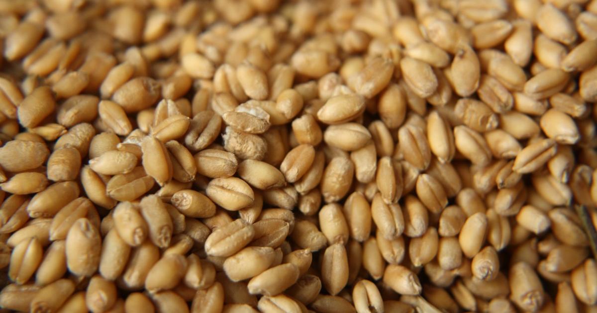 Fungicide Seed Treatments for Winter Wheat