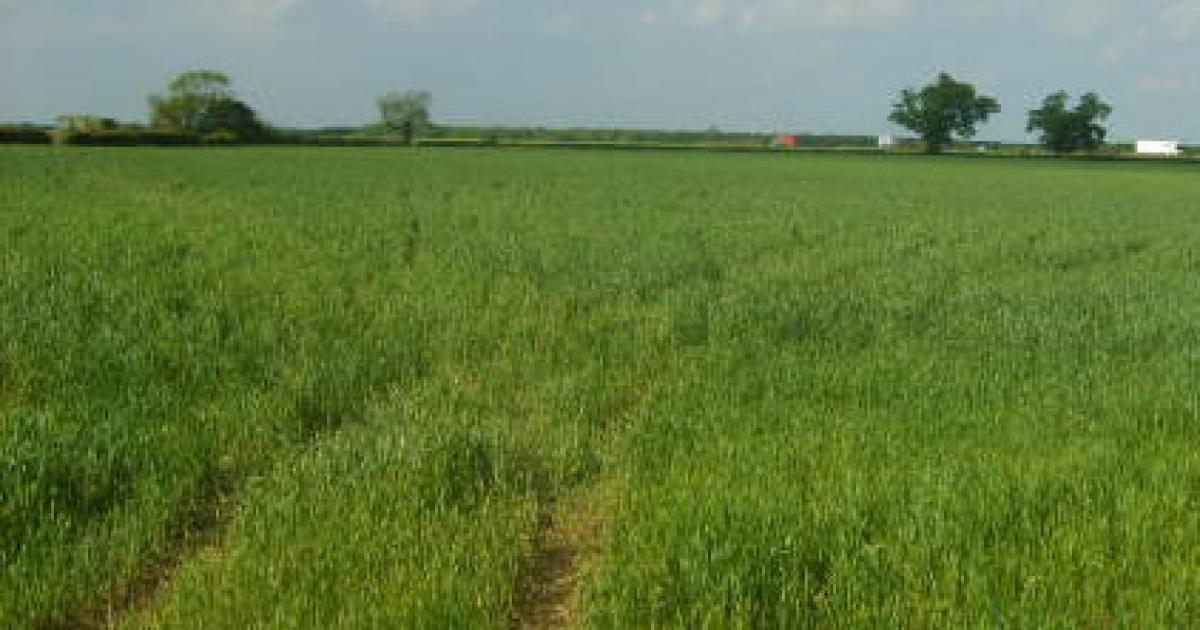 Benefits of Wheat in a Corn Soybean Rotation