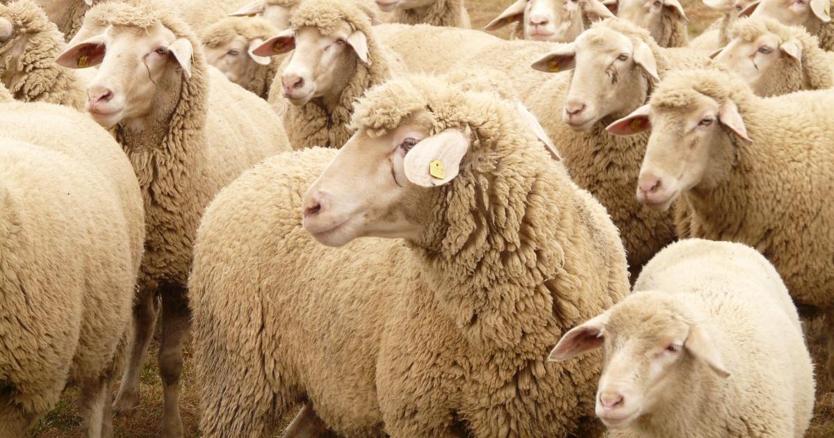 A flock of sheep. Овца красивая. Баран эдельбай порода. A flock of sheep. A flock of sheep.